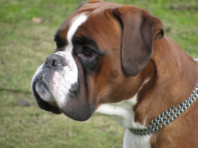 Edgar von Rotenmoore